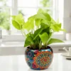 Evergreen Rajwada Potted Money Plant